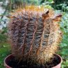 Notocactus _schlosseri _a1